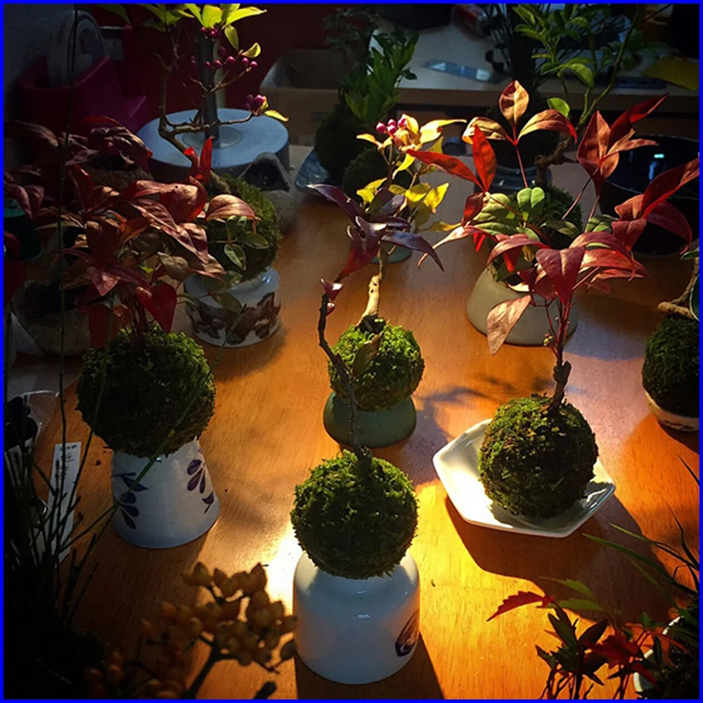 Плавающей магнитной горшечные растения бонсай