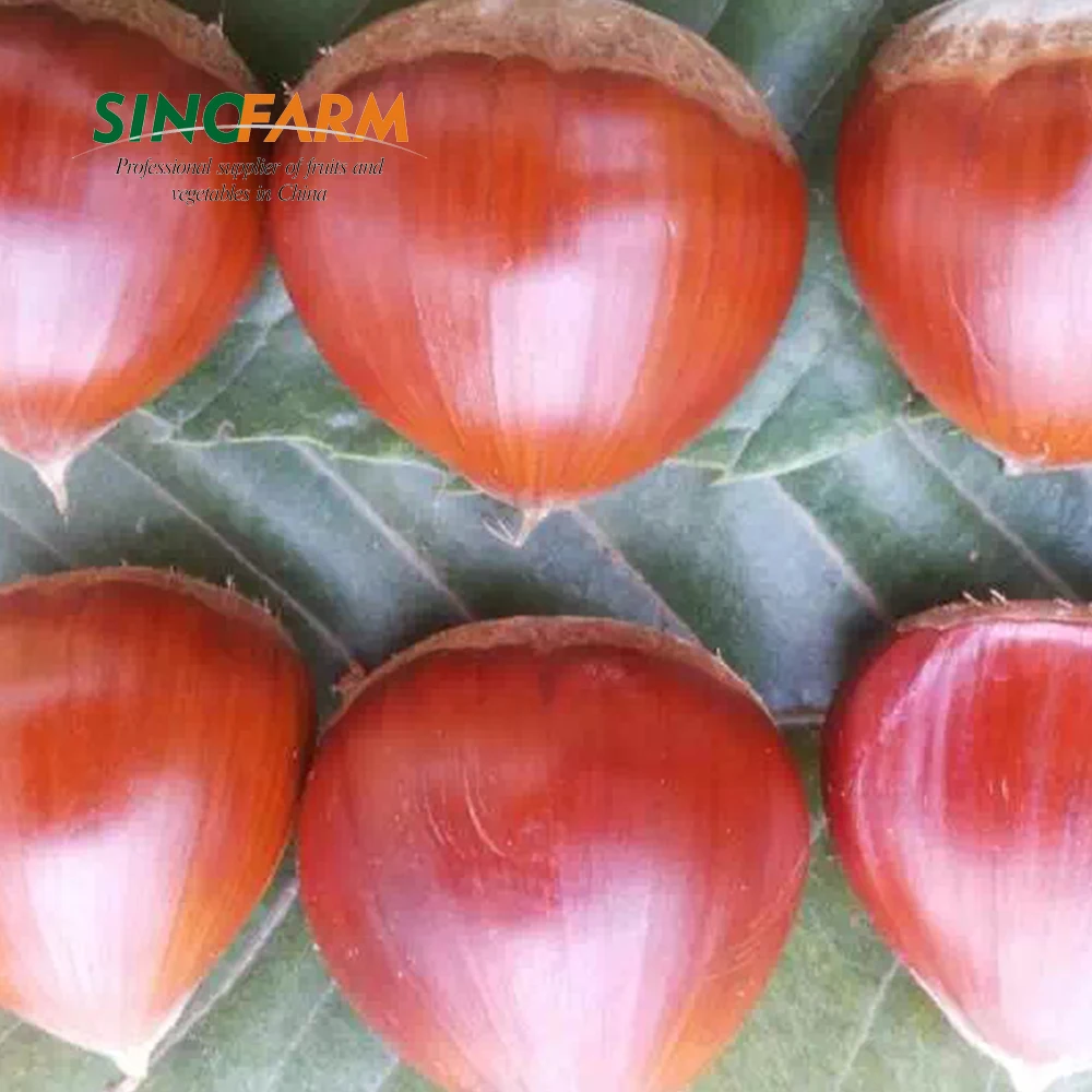 Wholesale fresh chestnut price per kg