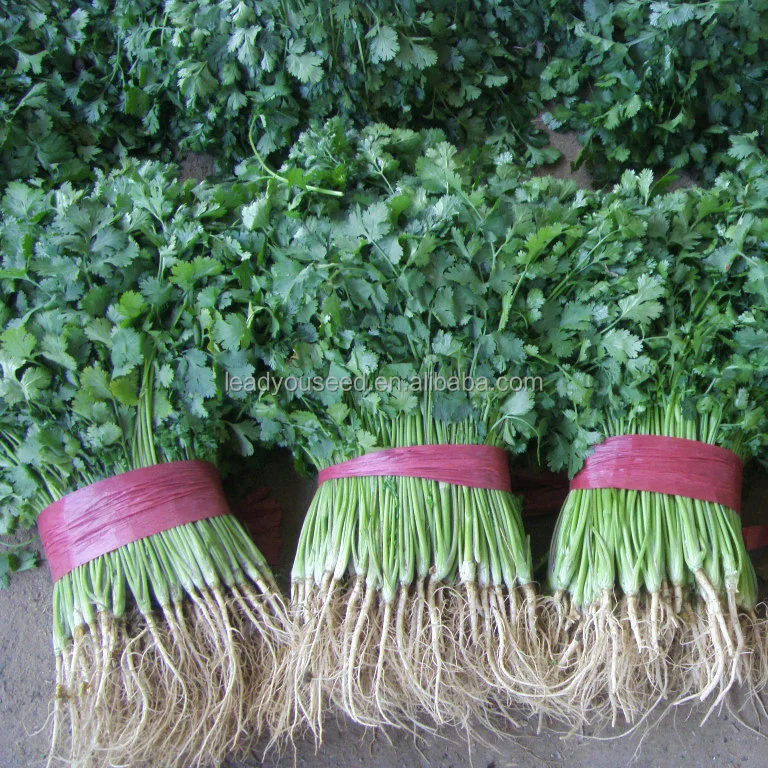 Жаропрочные семена кориандра CN01 Kuaida с большими листьями, цена