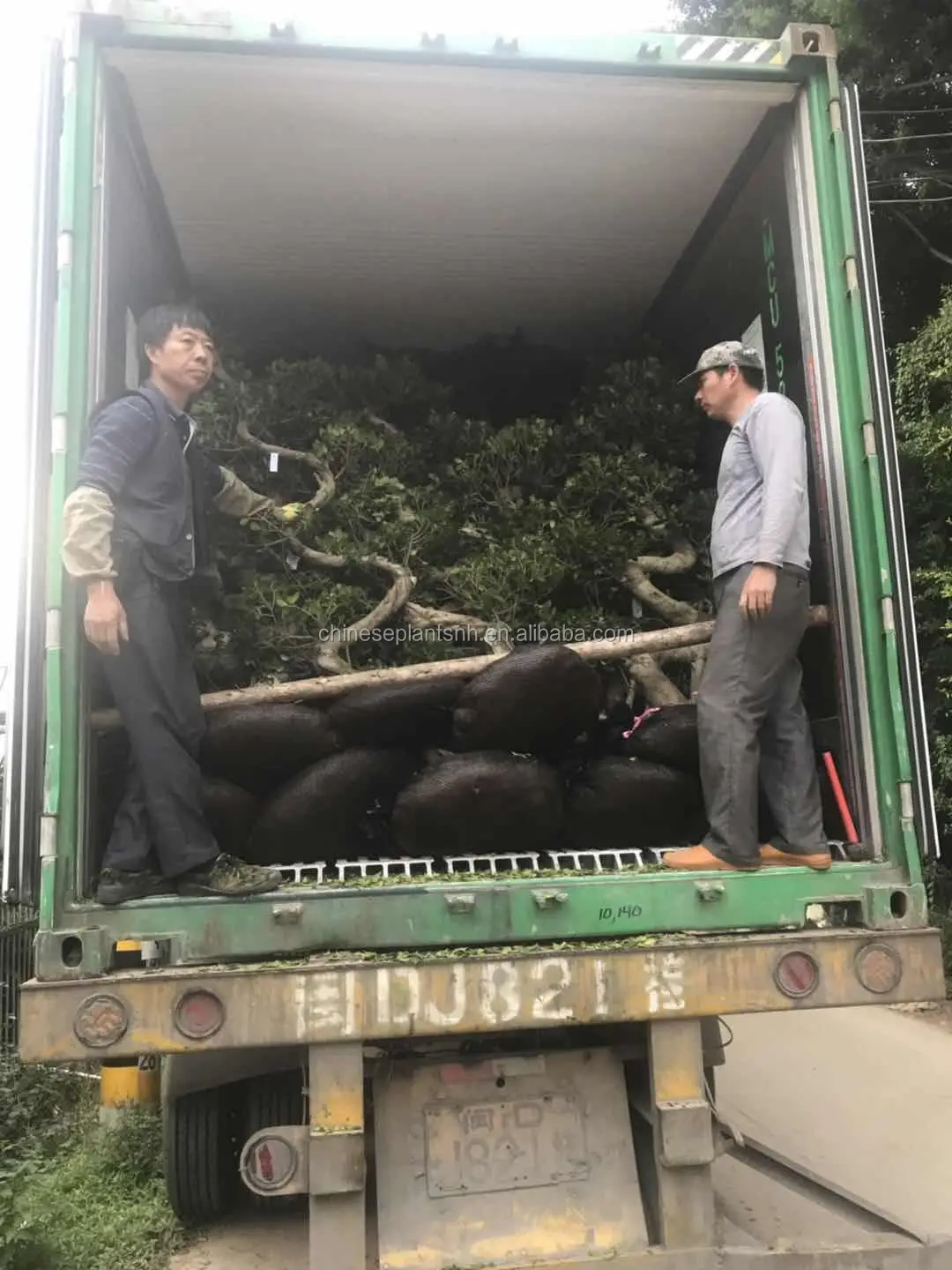 
Outdoor pants Big ficus tree ficus microcarpa bonsai 