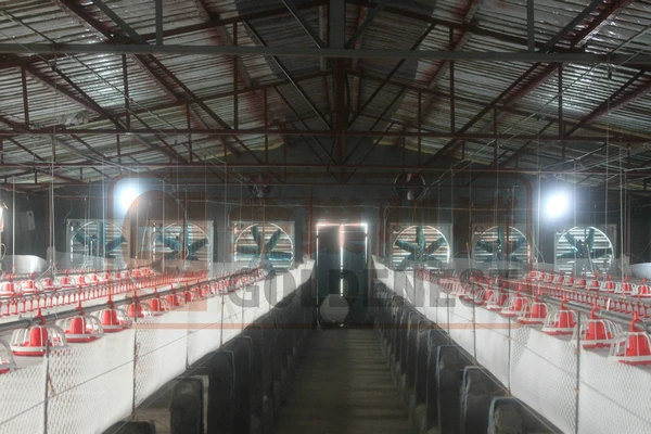 Автоматической подачи курица и пьяница системы для продажи