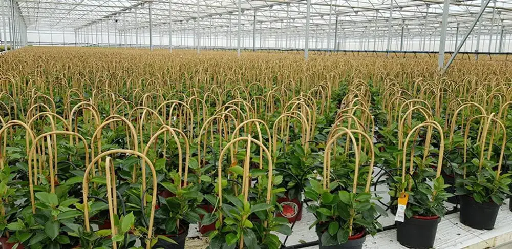 18 in. Bamboo U Trellis for  for sale