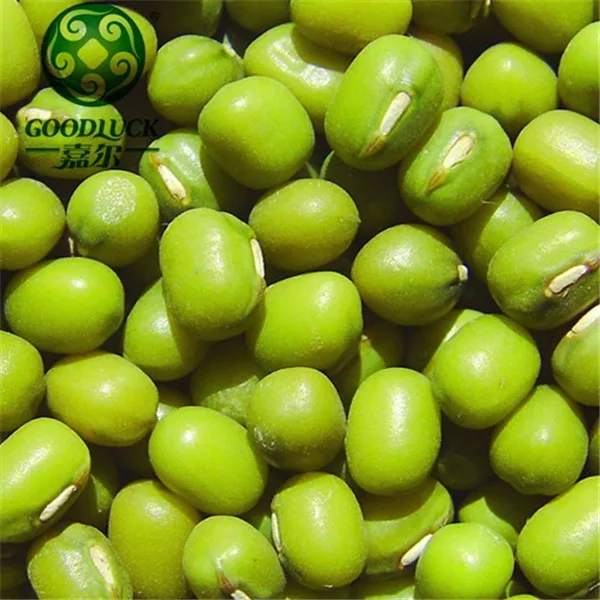 
Price for Fresh Green Mung beans/ Urad Dal/ Gram/Peas for Sale Competitive Price 