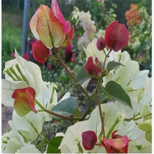 
 Изделие бонсай, натуральные растения, тип продукта, для уличных растений, бугенвиллея  