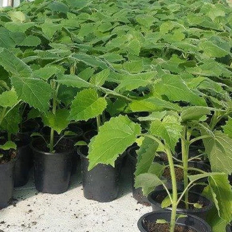 chinese high quality fast growing timber paulownia tomentosa plant for growing