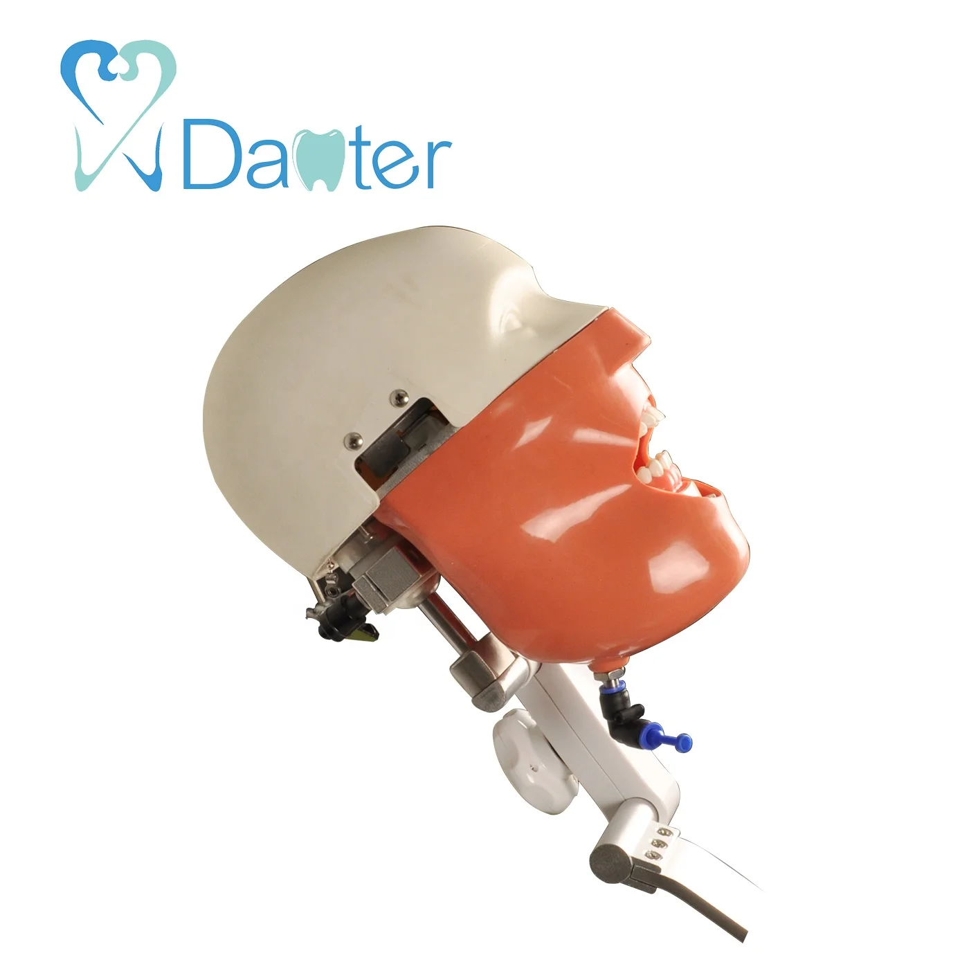 China Supplier Manikin Bench Mounted Simple Phantom Head Model for Dentist Education