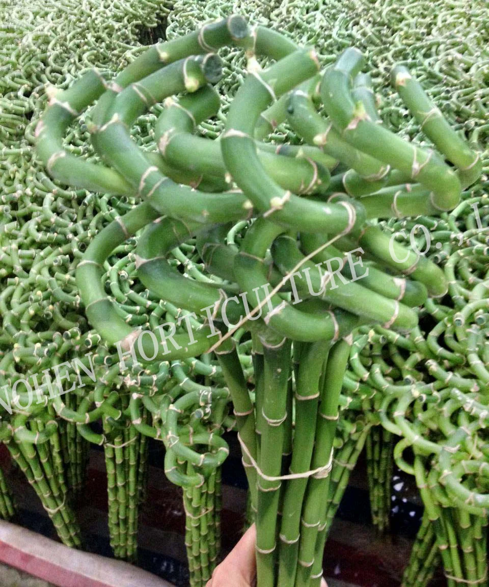 
Spiral Lucky Bamboo, Dracaena Sanderiana 