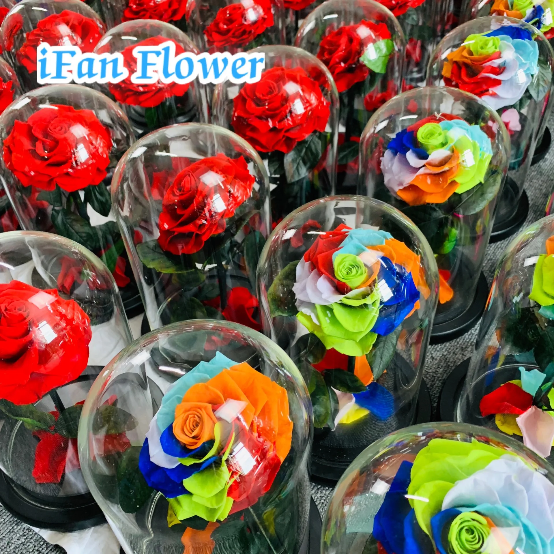 IFAN flower company design preserved rainbow rose in glass dome preserved roses export Saudi Arabia