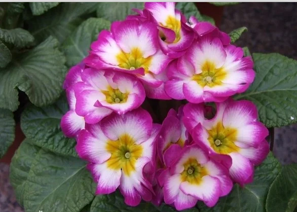 Hybrid F1 Primula Malacoides Flower Seeds For Cultivation