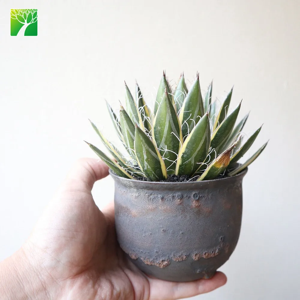 Горячая Распродажа, натуральные Свадебные суккуленты, Агава филифера