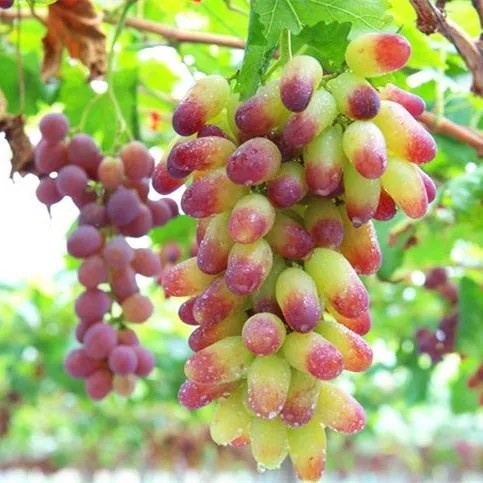 
Сельское хозяйство Meirenzhi, виноградные кормления на продажу 