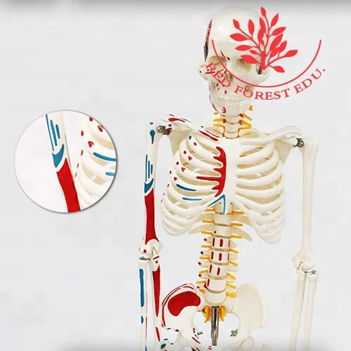 Muscle origins (red) and insertions (blue) in half body 85cm human artificial skeleton