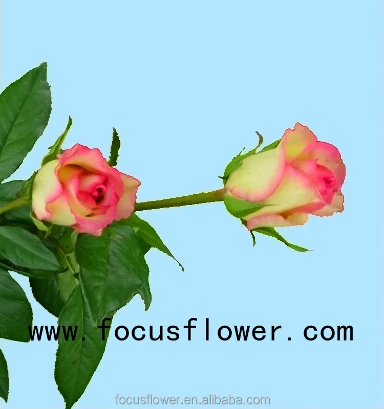 Wholesale fresh cut flowers Columbia rose new arrival hopeshow rose with 20 stems/bundle