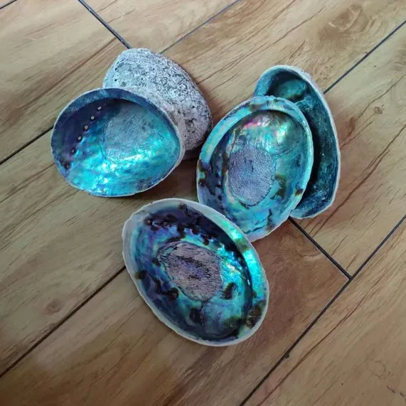 2018 big promotion new zealand kauri shell abalone in stock
