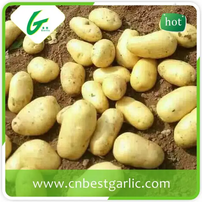 Горячие продажи свежего картофеля для оптовых