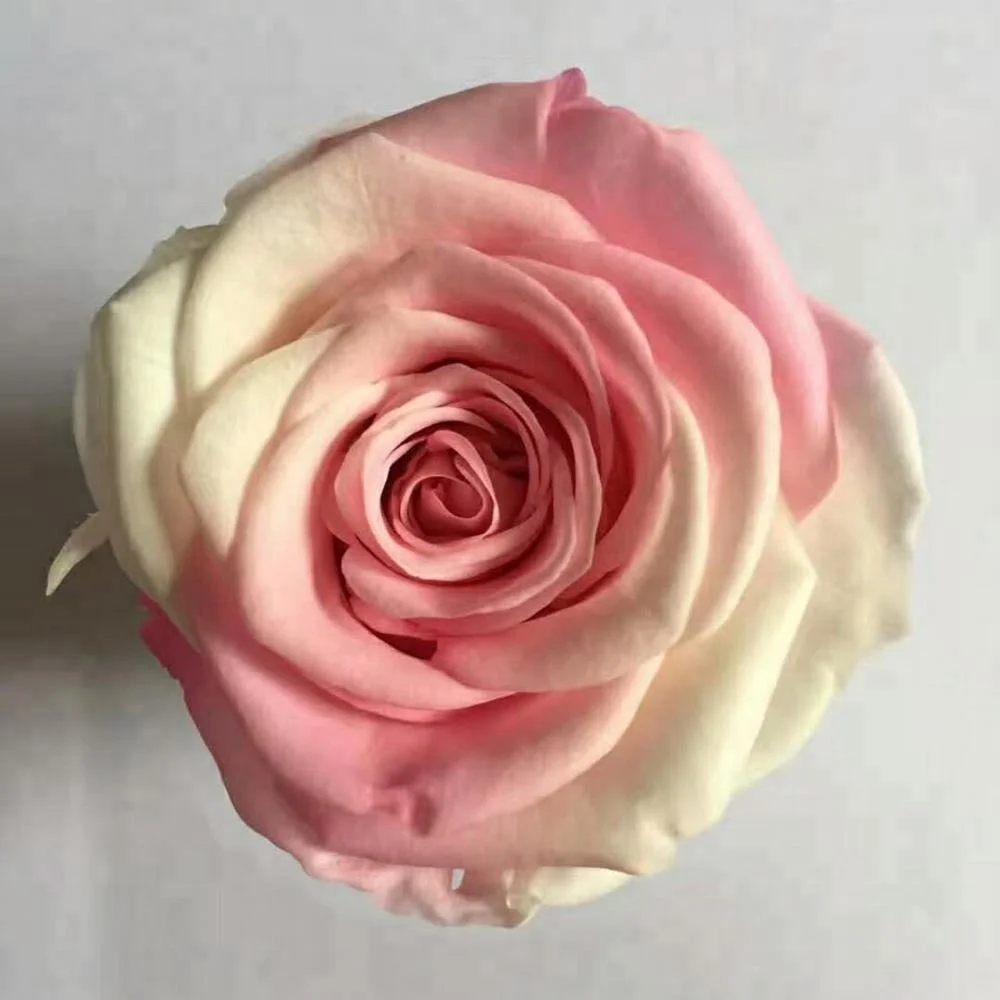 Unfading preserved rainbow rose in promotion