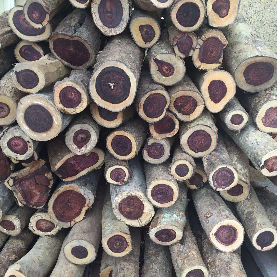 Lapacho/Ipe from South America