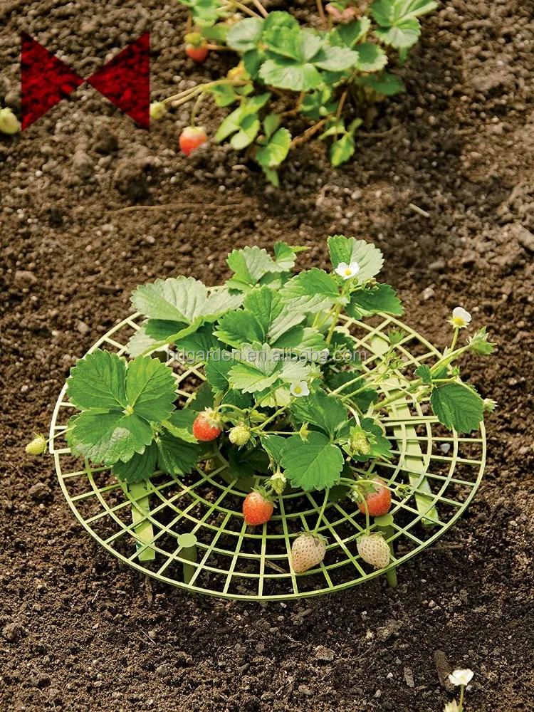 
strawberry support ,plant support 