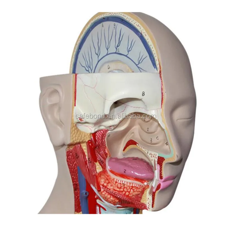 Human Organs Model Manikin Medical Science Teaching Model Human Organs Model with 15 Parts for School Supply Half Body Portable