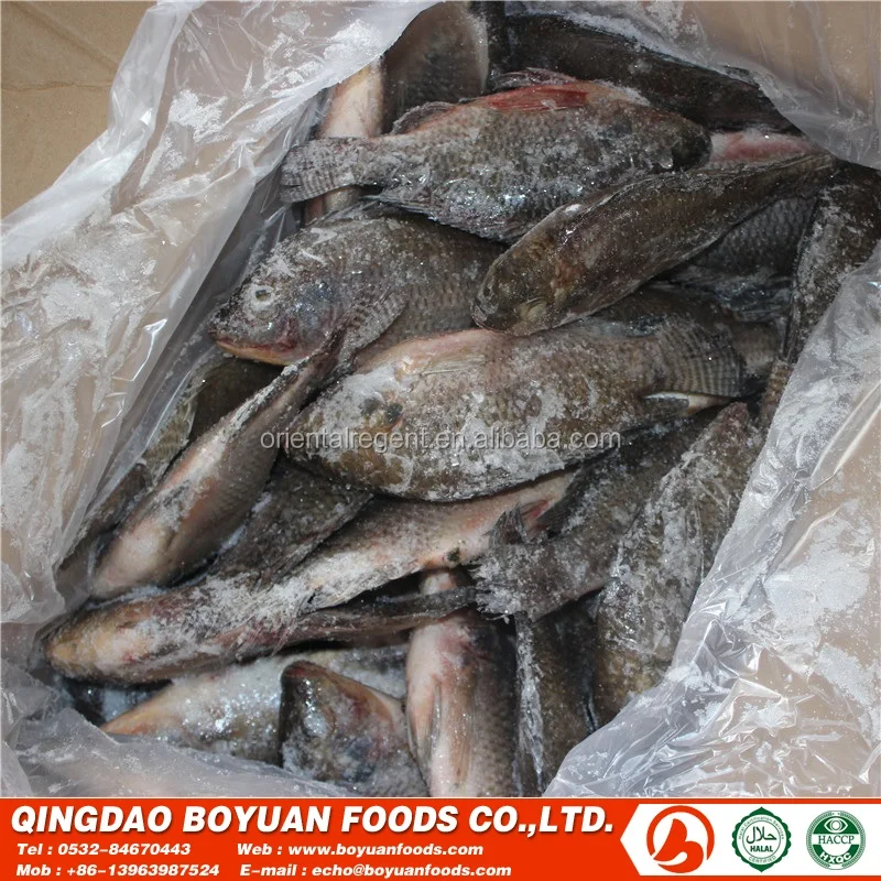 
chopa good selling frozen fish 