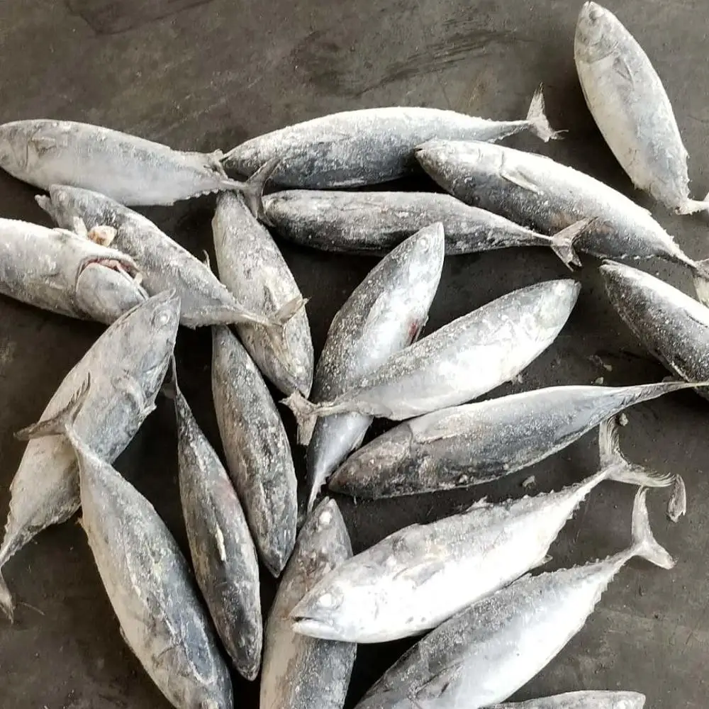 Whole round frozen bonito tuna 500-750g