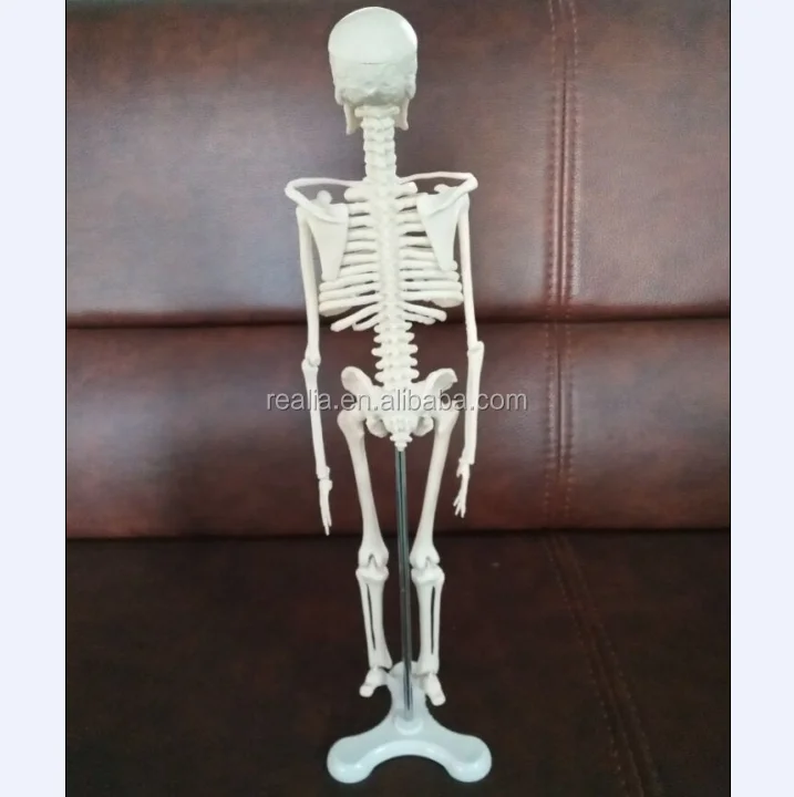 Mini Skeleton model
