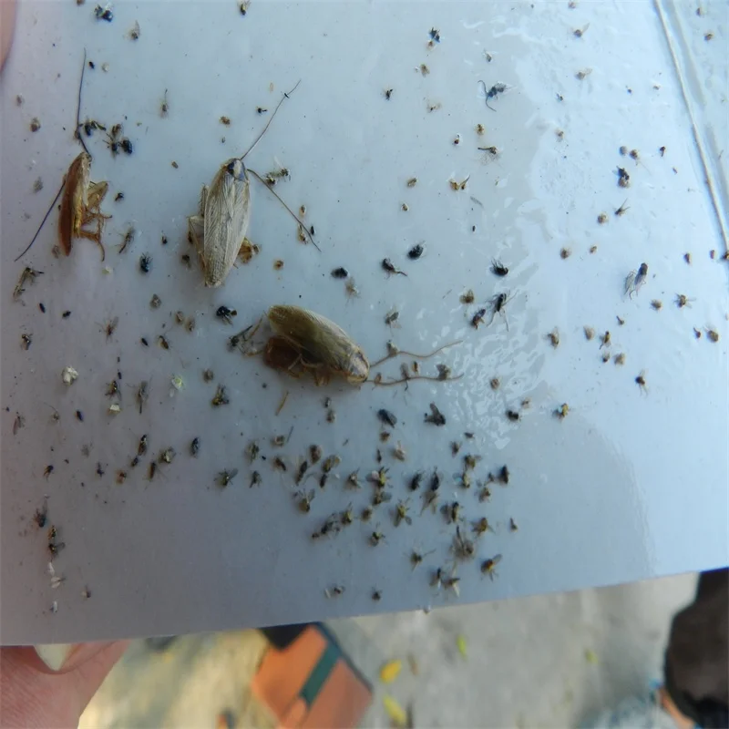 Tuta absoluta lure insect