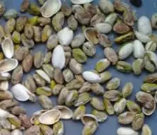 mini smaller pistachios color sorter for sorting different colors of the pistachios
