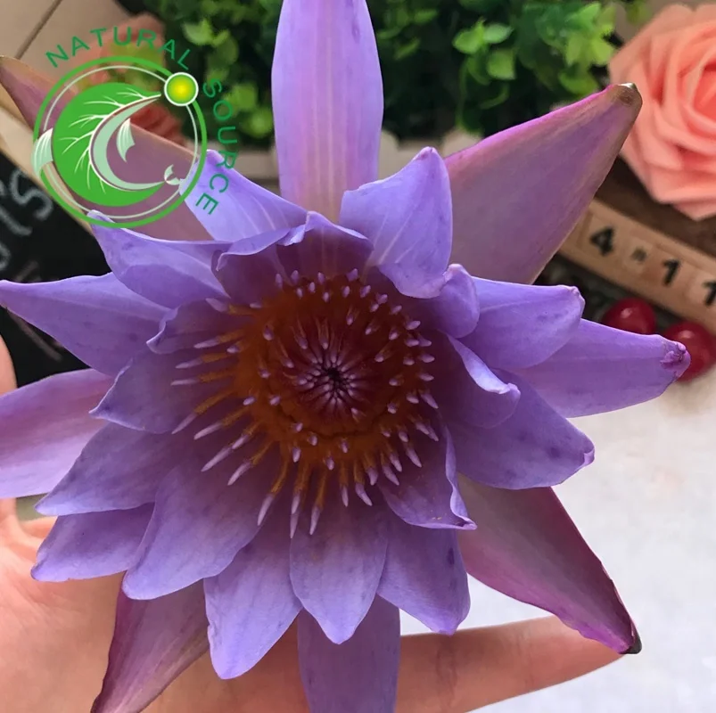 
Wholesale Dried Blue Lotus Flower Tea 