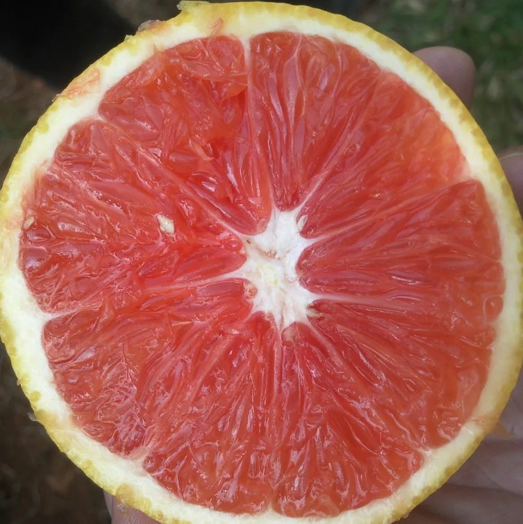
red orange Blood orange tree Sweet Blood Navel Orange Trees 