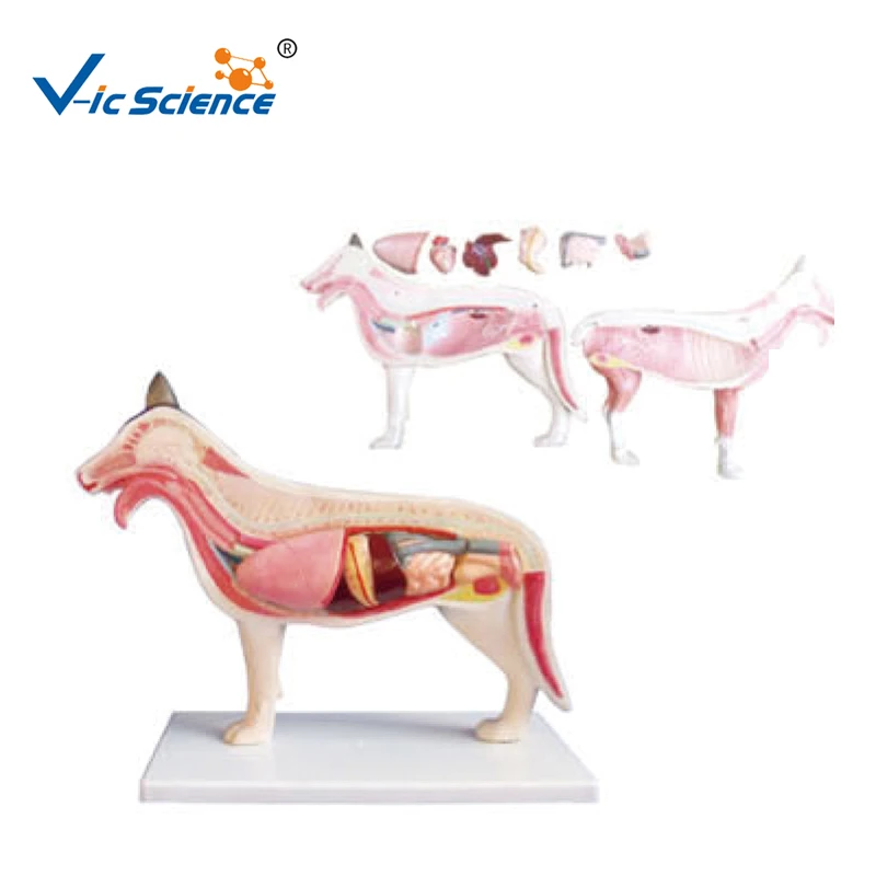 biology animal anatomy model anatomical medical dog model medical science education model