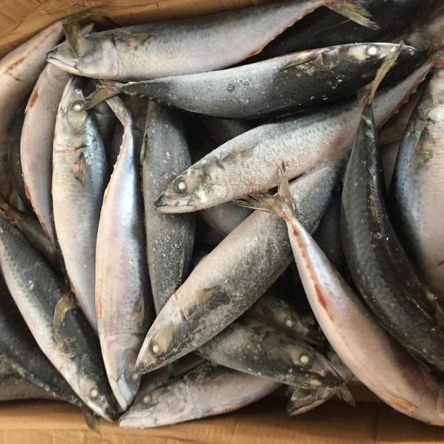 
New Fishing 200/300g Frozen Whole Pacific Mackerel Sea frozen for Market sales / Human consumption 