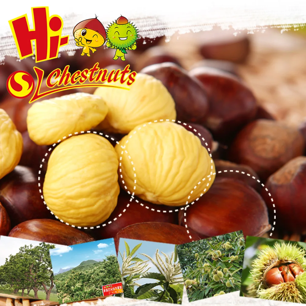 2018 лучшая свежая оптовая продажа каштанового цвета