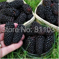 20 Seeds / Pack, Black Mulberry Seeds Morus Nigra Tree Garden Bush Seed DIY home garden free shipping