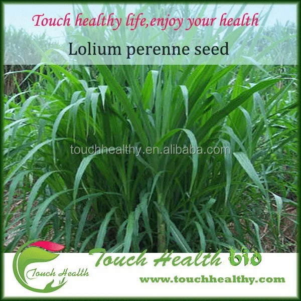 
2021 Touchhealthy supply Lolium perenne seed 