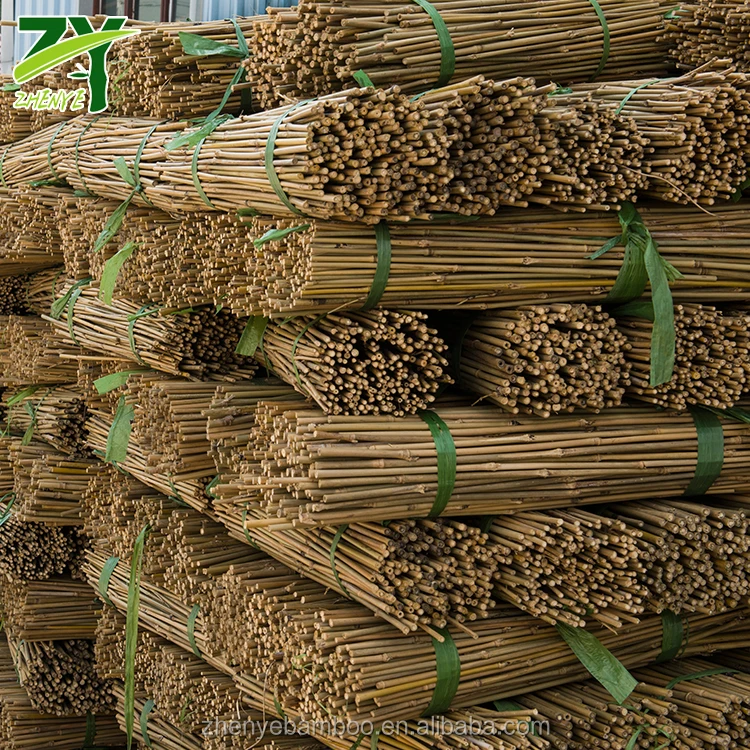 
HOT!!! ZY-1022 Tsinglee Bamboo Canes Tonkin Bamboo Poles for Nursery Garden Horticulture Plantation Agriculture Factory Price! 
