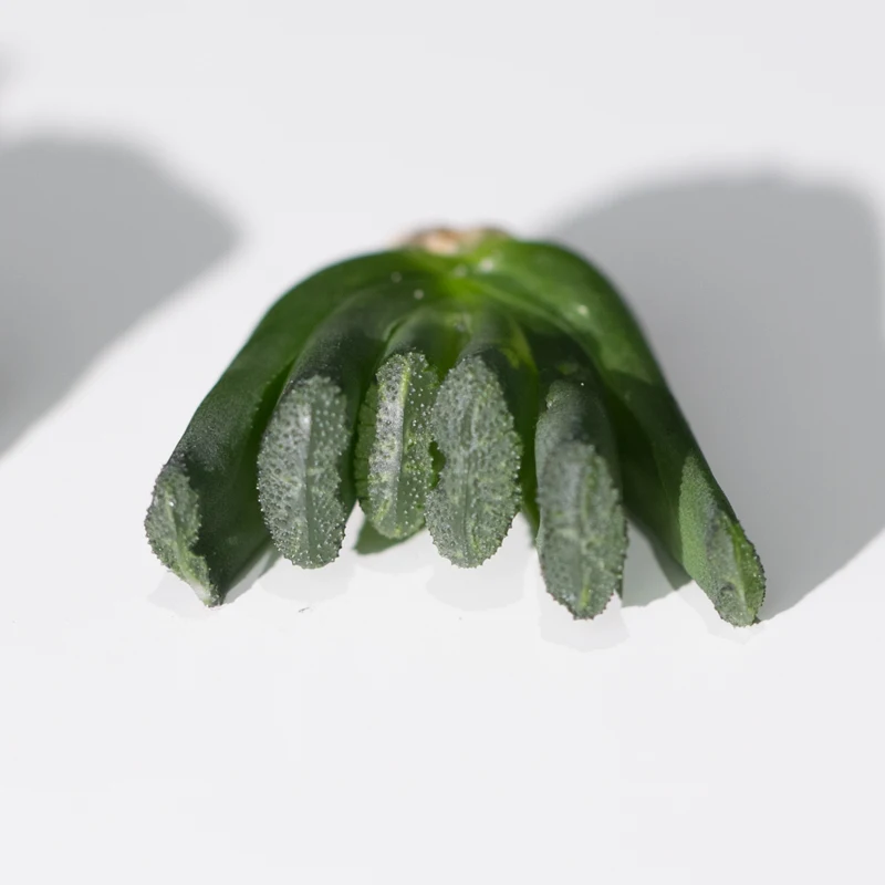 Красочные суккулентные растения haworthia