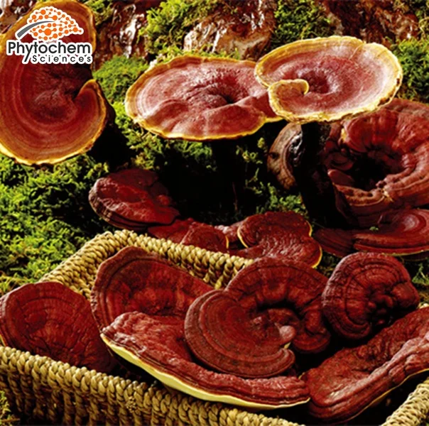 
Reishi Extract Broken Spore Ganoderma Lucidum Polysaccharide Powder Organic Beta Glucan Price Benefits Of Triterpene Capsules 