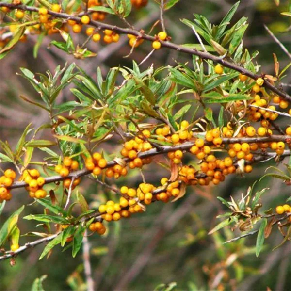 
Yao Shu Li Guo herb medicine Chinese Dried Fruits Sea Buckthorn Fruit | 