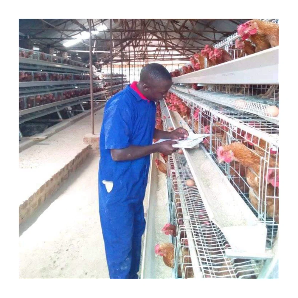 Птицеферма для яиц, курицы