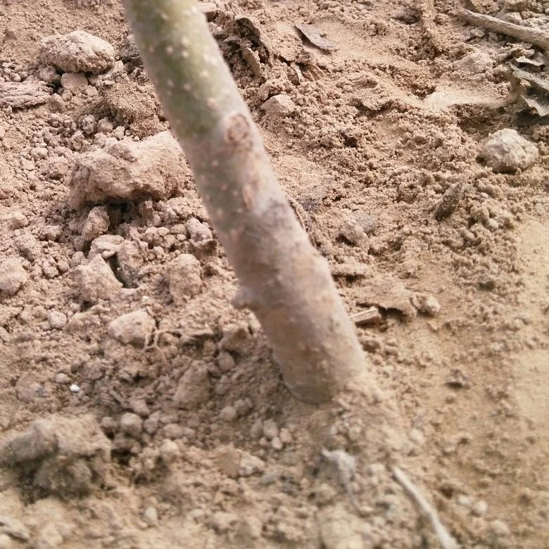 
Pao tong cold resistant seeds rapid timber grow paulownia 9503 roots for growing 