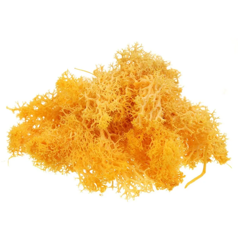 
500g Big Package Preserved Moss Wholesale From China Use To Make Moss Wall 