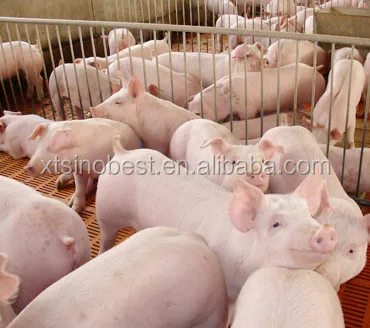 Animal Feed Additives Bacillus licheniformis Livestock Feed Additive