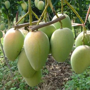 
Увеличено на 50 см выше, саженцы манго Alphonso 