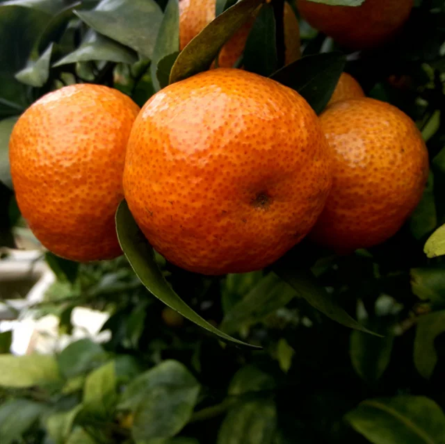 Сладкого апельсина саженцев для фруктов