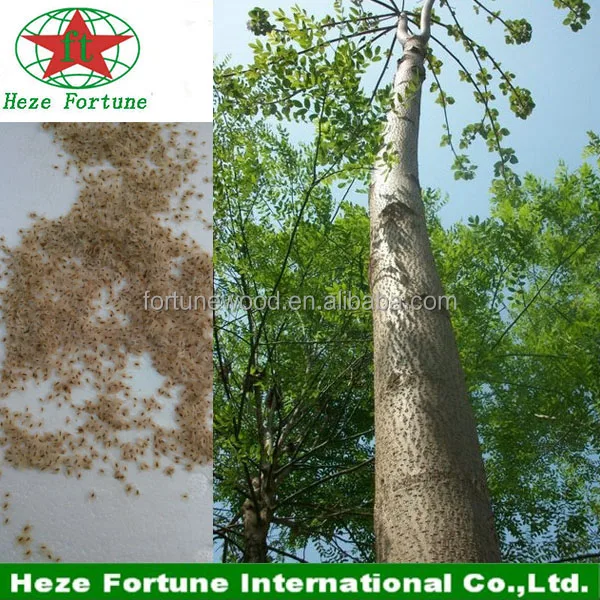  DGM одобренные семена paulownia shan tong для