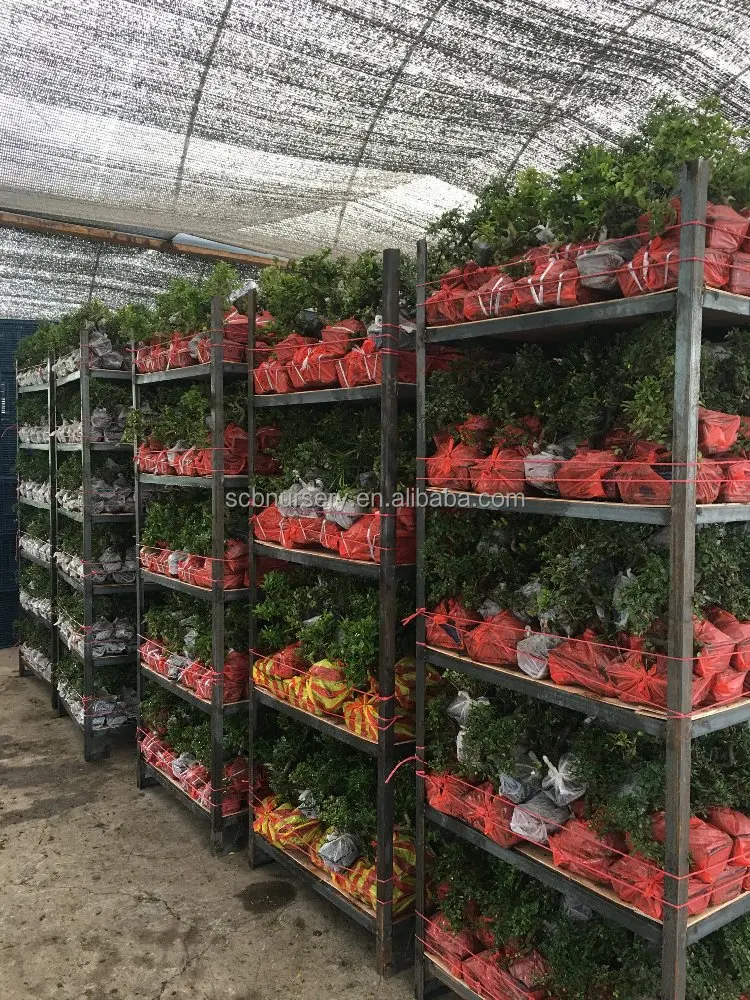 Zanthoxylum indoor ourdoor bonsai nursery suppiler exporter