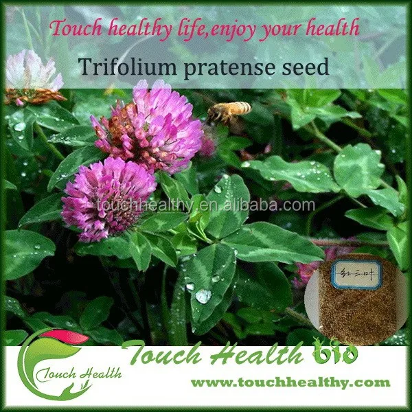 2021 red clover grass seeds price