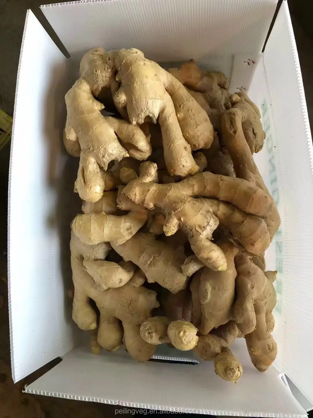 2018 new Dry ginger For America