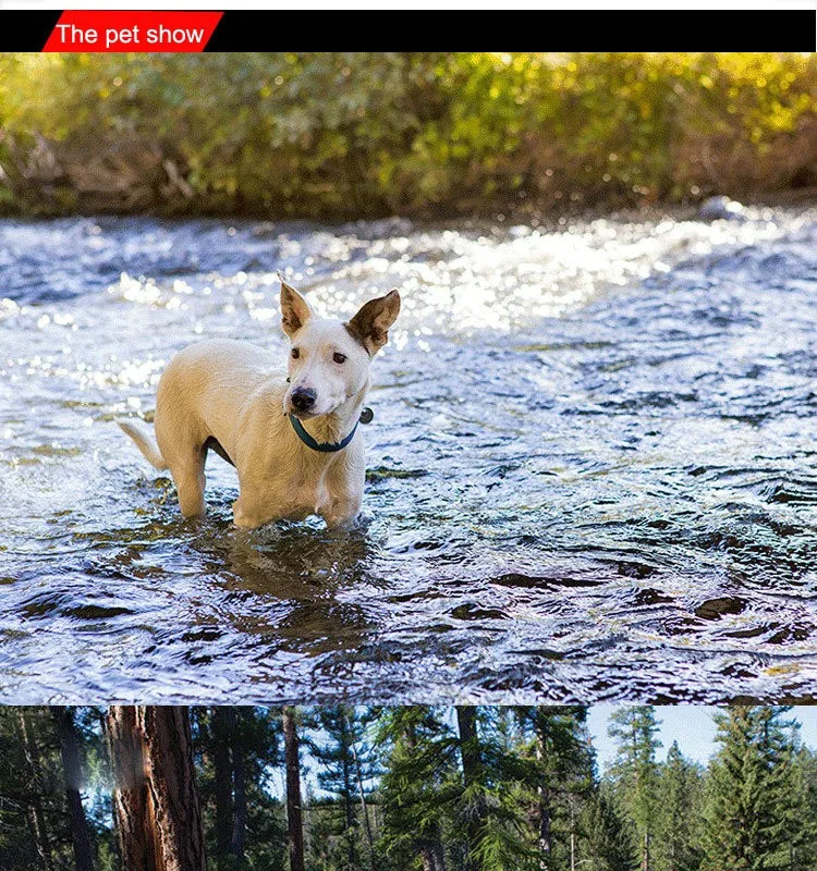 Wholesale cheap adjustable leather dog collar with convenient handle